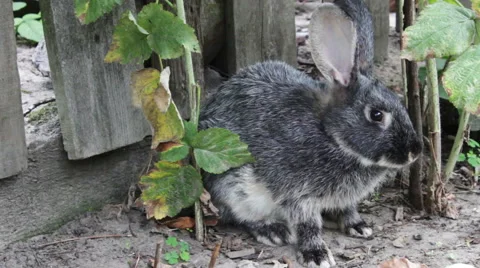 Rabbit Licking Its Paw Stock Footage 53762317