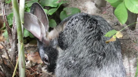 Rabbit Licks Itself 1 Stock-Footage 53762281
