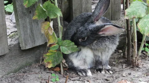Rabbit Licks Itself 2 Stock-Footage 53762840