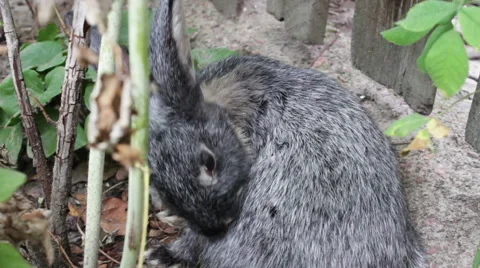 Rabbit Licks Itself Stock Footage 53762812