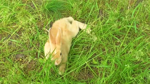 The rabbit lies in the green grass Stock Footage 154370500