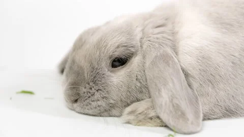 The rabbit lies on a white background, resting Stock Footage 236846254