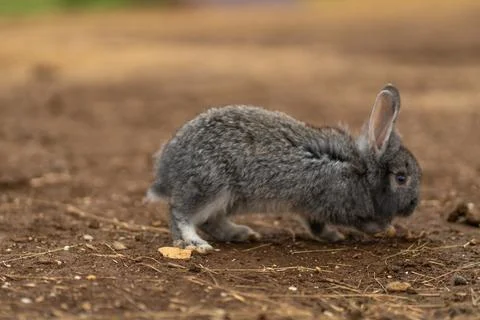 Rabbit light cute background fluffy small pet nature grey animal, from farm Stock Photos