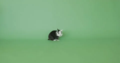 Rabbit Lion Head Stock Footage 157861383