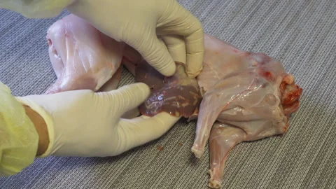 Rabbit liver disease Stock Footage 259050246