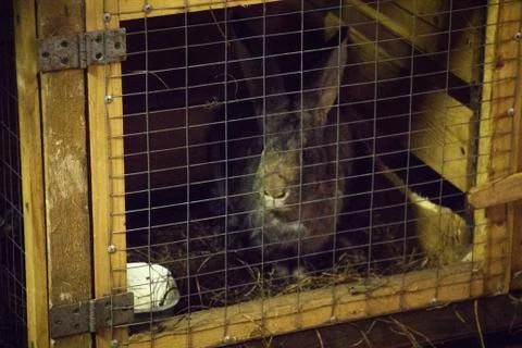 Rabbit in locked cage Stock Photos