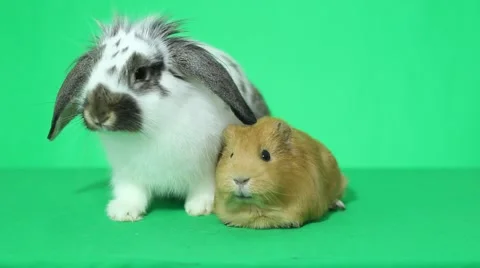 Rabbit with long ears and a talking guinea pig Stock Footage 44895487