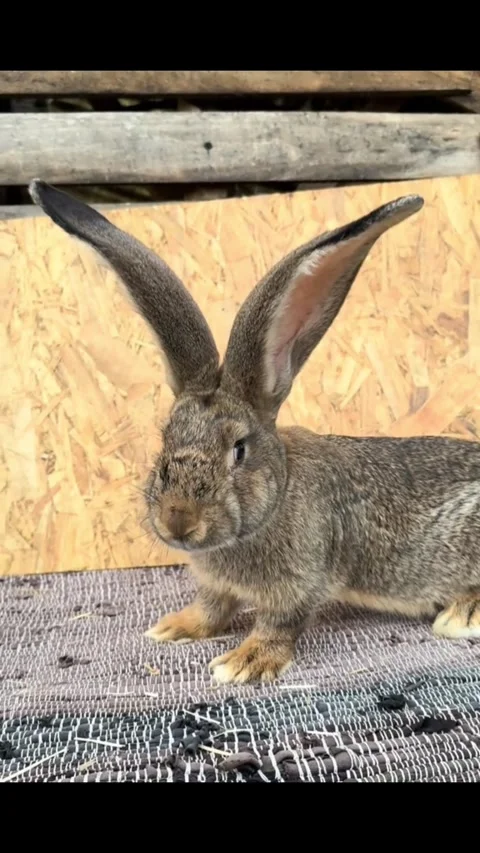 Rabbit with Long Ears Sitting on Mat Stock Footage 343362826