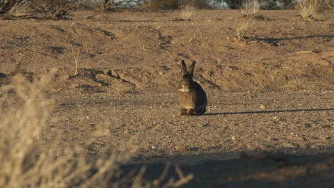 Rabbit looking around and running away from the ground Stock Footage 99046311