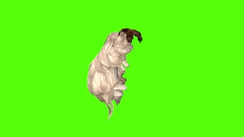 Rabbit Looking Around Green Screen Animation 4K Rendering Stock Footage 295557756