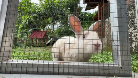 Rabbit Looking at Camera from Inside Wire Mesh Enclosure Stock Footage 311576042