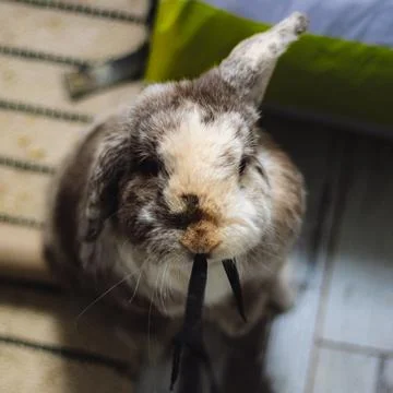 Rabbit looking up at camera Stock Photos