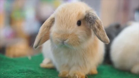 Rabbit looking camera in store, Stock-Footage 77292749