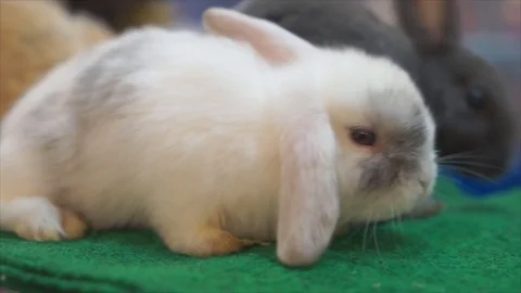 Rabbit looking camera in store, 動画素材 78100453