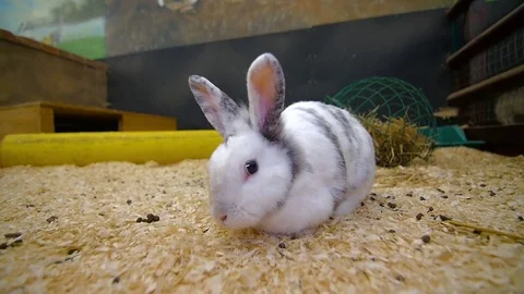 Rabbit looking into camera then jumping away Stock Footage 84479327
