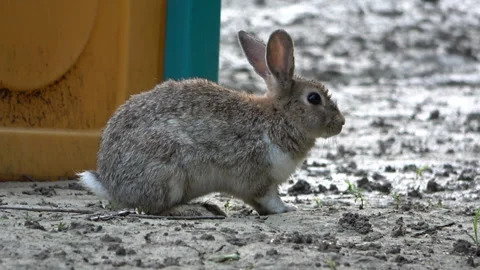 Rabbit looking for food in post-flood mud Stock Footage 263306418
