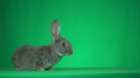Rabbit looking on a green background Stock Footage 81946728
