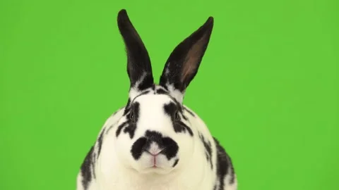 The rabbit looks at the camera and moves... | Stock Video | Pond5