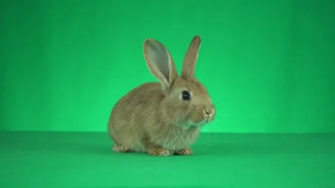 Rabbit looks at the green background Video stock 82068847