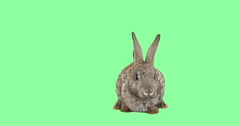 rabbit looks at the green screen | Stock Video | Pond5