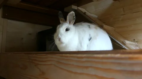 Rabbit looks over Stock Footage 229795226