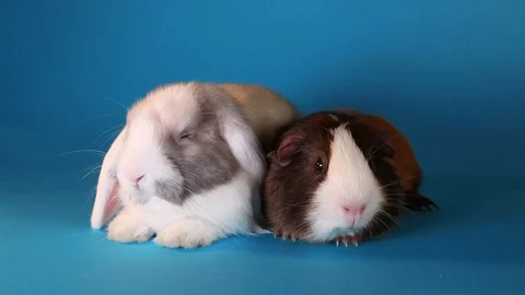 Rabbit lop and guinea pig resting together Video stock 89636257