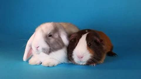 Rabbit lop and guinea pig resting together Video stock 89636740