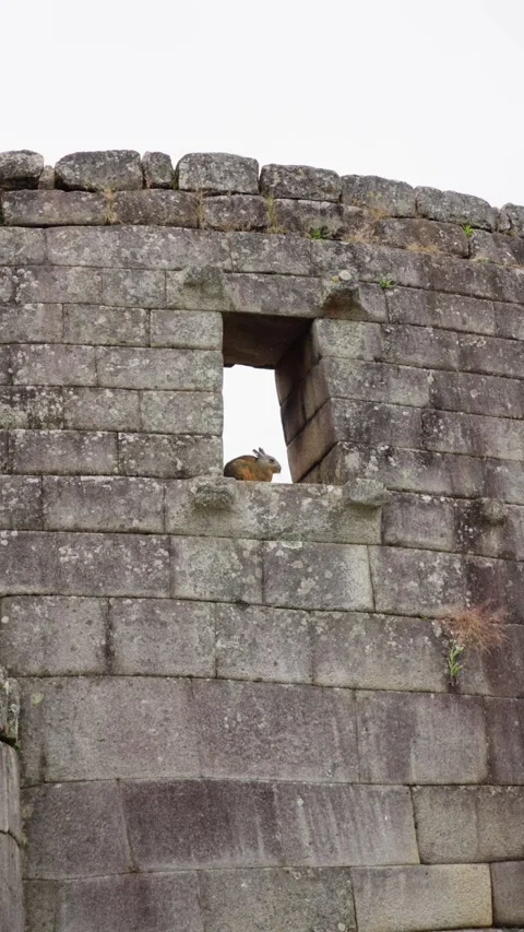 Rabbit lying down in an Inca Window at Machu Picchu. Stock Footage 277465700