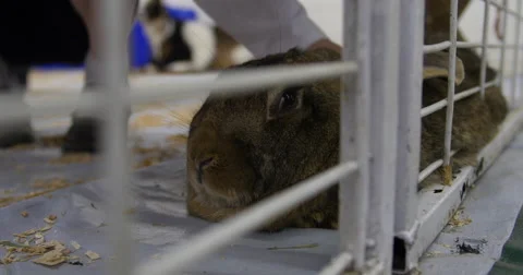 Rabbit lying down at petting zoo being pet - 4K Stock Footage 47209994