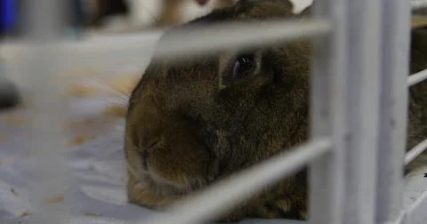 Rabbit lying down at petting zoo close up - 4k Stock Footage 47210008