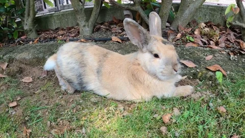 Rabbit lying on the grass in close-up 4k video Stock Footage 196219052
