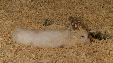 Rabbit lying in sawdust view Video stock 108068956