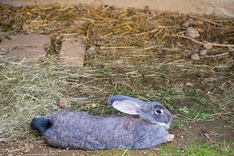 Rabbit is lying in a stable with free space for text Stock Photos