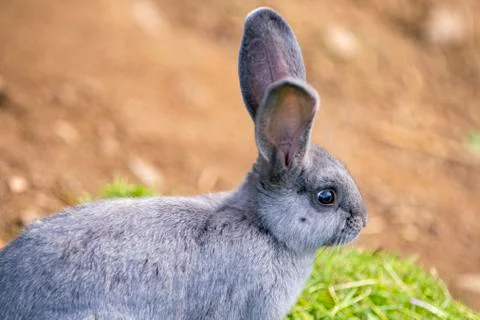 Rabbit is lying in a stable with free space for text Stock Photos