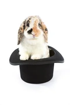 Rabbit: A Magical Bunny Inside A Top Hat Stock Photos