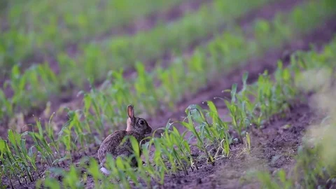 Rabbit on a maize field Stock Footage 82786828