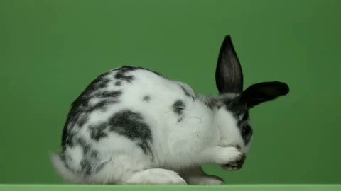 Rabbit makes herself presentable on a green background Video stock 96131525