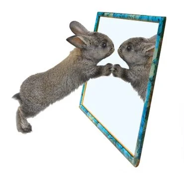 Rabbit in the mirror. Stock Photos
