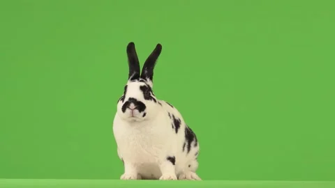 Rabbit moves on the green screen and looks at the camera Stock Footage 134164888