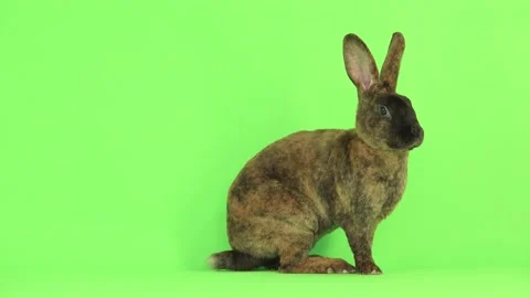 The rabbit moves on a green screen. Stock Footage 130851013
