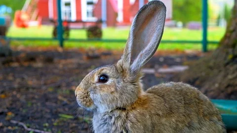 Rabbit moves his nose. the rabbit sniffs . brown pastel rabbit wiggles his nose Stock Footage 116485924