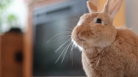 Moving Rabbit