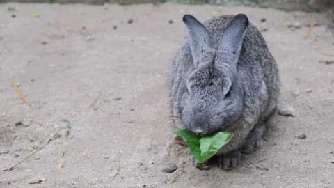 Rabbit munching on fresh green leaf outdoors Vídeo Stock 317293734