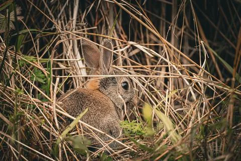 Rabbit in Natural Hideout Stock Photos