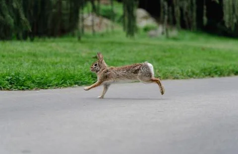 Rabbit in the nature Stock Photos
