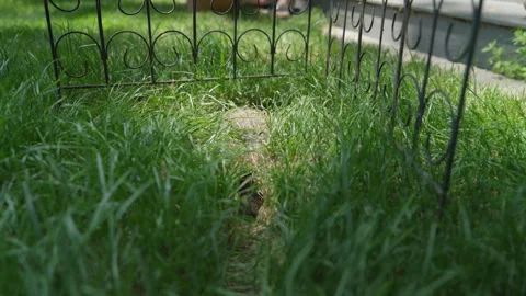 Rabbit Nest Backyard 1 Stock Footage 242967123