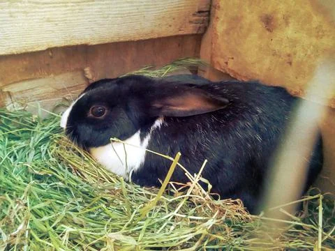 Rabbit in the nest Fotos Stock