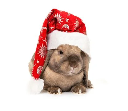 Rabbit in the New Year hat 스톡 사진