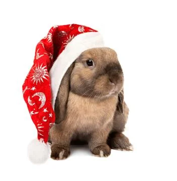 Rabbit in the New Year hat Stock Photos