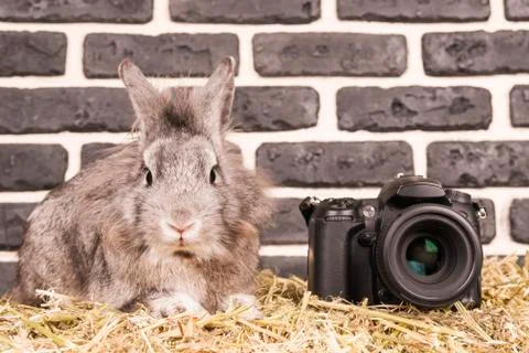 Rabbit next to the camera Stock Photos
